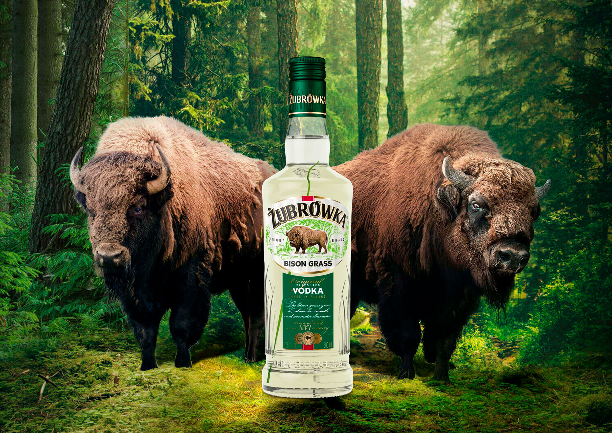 Zubrowka2